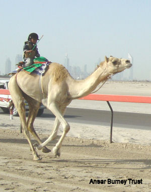 Child slavery in Dubai Child slavery in Dubai
